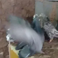 کبوترپلاکی|پرنده|آباده, |دیوار