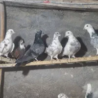 تعدادی کفتر به فروش میرسد