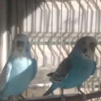 مرغ عشق زیبا واوزه خوان