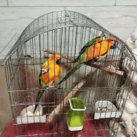 طوطی خورشیدی