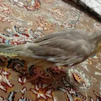 عروس هلندی  با قفس