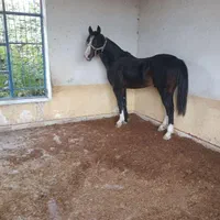 اسب اصفهان