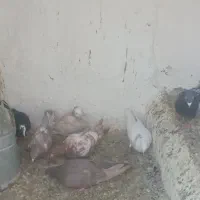 پرنده
