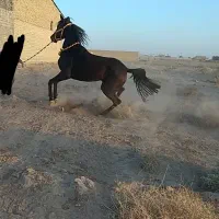 مادیان عرب( خط خونی خوب)