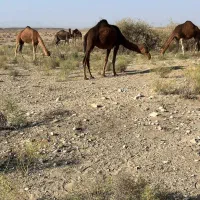 20نفر شتر|حیوانات مزرعه|سیرجان, |دیوار
