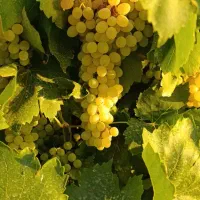 فروش باغ انگور بیدانه