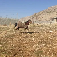 اسب درشور مادیان|اسب و تجهیزات اسب‌سواری|یاسوج, |دیوار