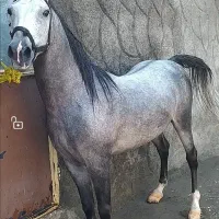 اسب نریان سیلمی