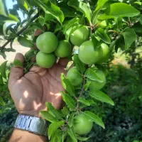 اجاره دهی درخت آلوچه