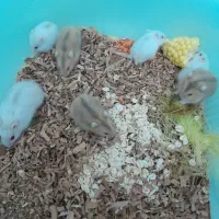 انواع همستر کمپل