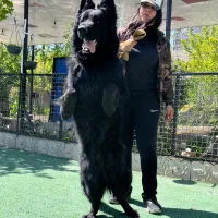 ژرمن شو لاین نر