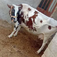 گاو شیری|حیوانات مزرعه|خمک, |دیوار