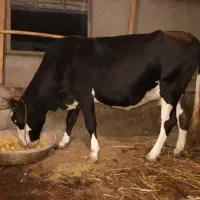 گاو دورگ چالوسی