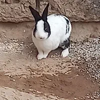 خرگوش