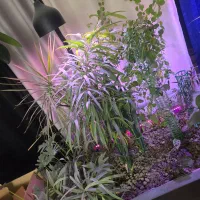 باکس گل وگیاه لاکچری|گل و گیاه طبیعی|مشهد, چهارچشمه|دیوار