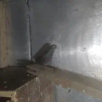 معاوضه با مسافتی|پرنده|لاهیجان, گلستان|دیوار