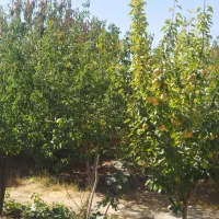 خانه مسکونی در خیرآباد زنجان|فروش خانه و ویلا|باغ حلی, |دیوار