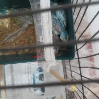 انگلیسی|پرنده|مشکین‌دشت, |دیوار