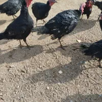 فروش بوقلمون محلی