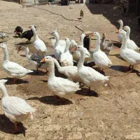 غاز و قوغاز|حیوانات مزرعه|تهران, ایران|دیوار
