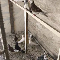 کفتر  فوری فوری