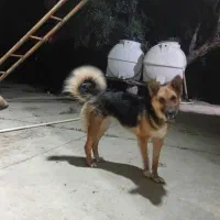 ماده ۱۴ماهه پدرژرمن مادرتازی