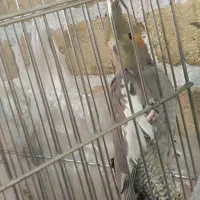 عروس هلندی|پرنده|یزد, |دیوار