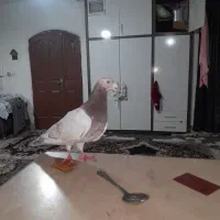 لوازم زینتی وکفتر سار کله هما|کلکسیون اشیاء عتیقه|مشهد, قائم|دیوار