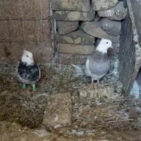 فروشی،طوق|پرنده|فردوس (خراسان), |دیوار