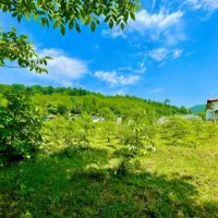 زمین‌جنگلی‌‌در‌قطعات‌مختلف سراوان/ کچا‌/جوکلبندان