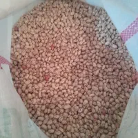 لوبیا چیتی
