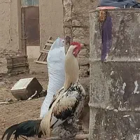 خروس لاری اصل اصل کلکسیونی