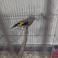 جوجه سهره نر