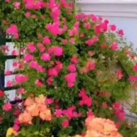 باغ انگور ایستاده.نزدیک جاده اصلی