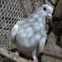 کفتر نر سبز کلاغ لوک روشن