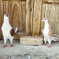 فروش کبوتر نقش زاغ،کله ای،سرور،دوکت و خوشرنگ