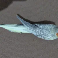 فروش فوری عروس هلندی