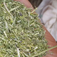 یونجه خردشده وکاه گندم تمیز