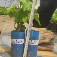 انگور نهال و درخت رونده|خدمات باغبانی و درختکاری|فلاورجان, |دیوار