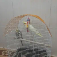 پرنده باقفس