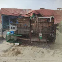 قفس بزرگ کبوتر