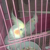عروس هلندی|پرنده|اصفهان, فروردین|دیوار