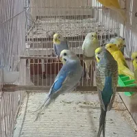 فروش تعدادی پرنده سالنی|پرنده|ساری, |دیوار