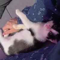 واگذاری بچه گربه بانمک