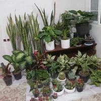 فروش گل پتوس آپارتمانی|گل و گیاه طبیعی|مشهد, انصار|دیوار