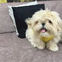 شیتزو|سگ|قزوین, |دیوار