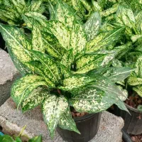 کامپکت سطل 3و4  آگلونما سطل 4