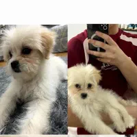 سگ شیتزو نر