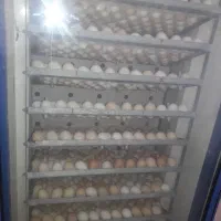 دستگاه جوجه کشی