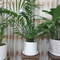 سه گلدان شاداب